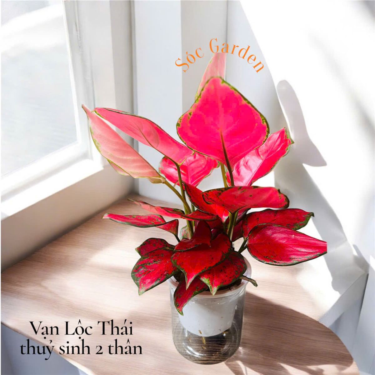 Cây Vạn Lộc đặc biệt phù hợp với người tuổi Ngọ, Tuất, Dần