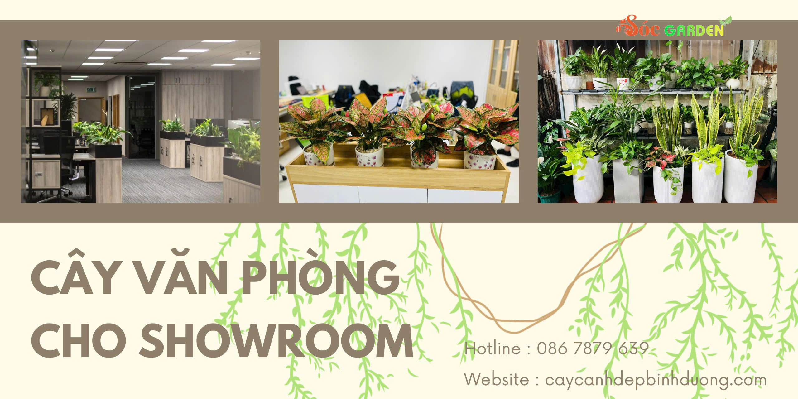 Cây văn phòng cho showroom