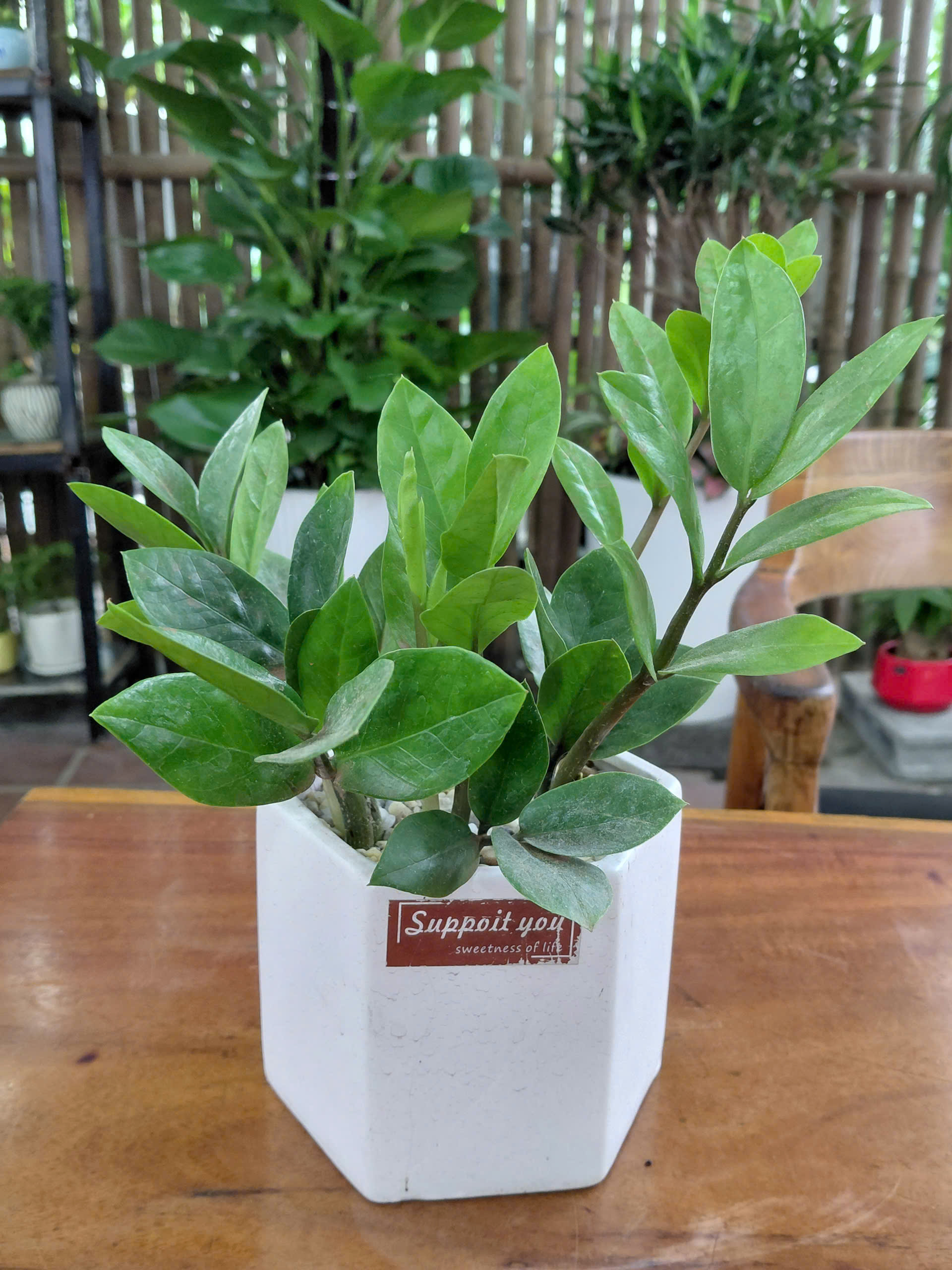 Cây Kim Tiền mix cỏ may mắn