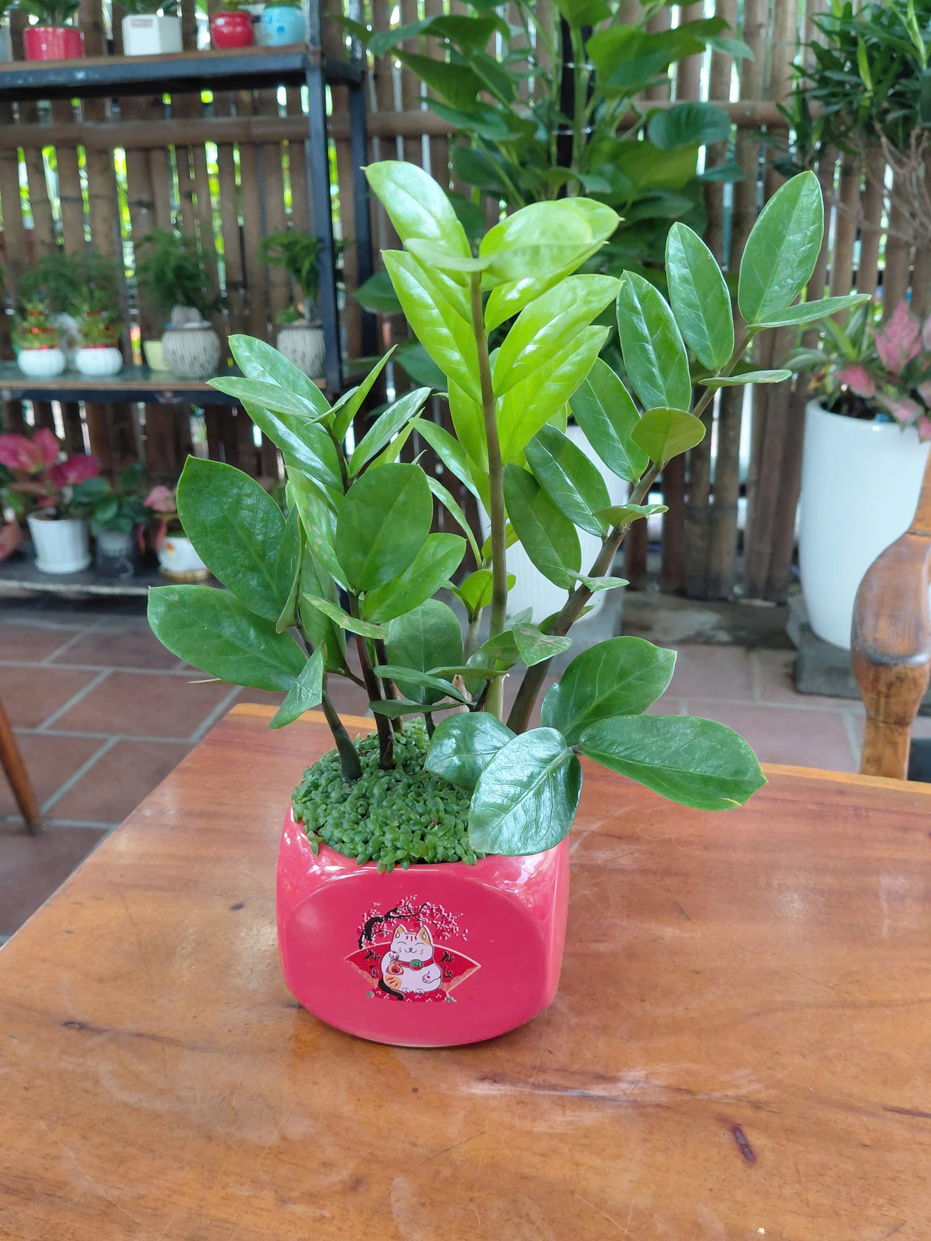 Cây Kim Tiền mix cỏ may mắn