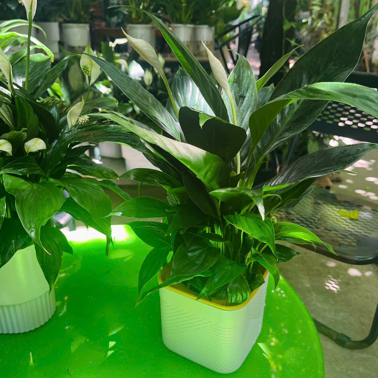 Chậu nhựa màu vàng kem