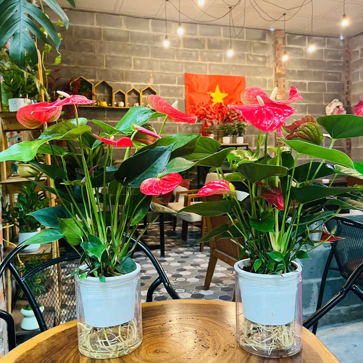 Cây hoa hồng môn thuỷ sinh 