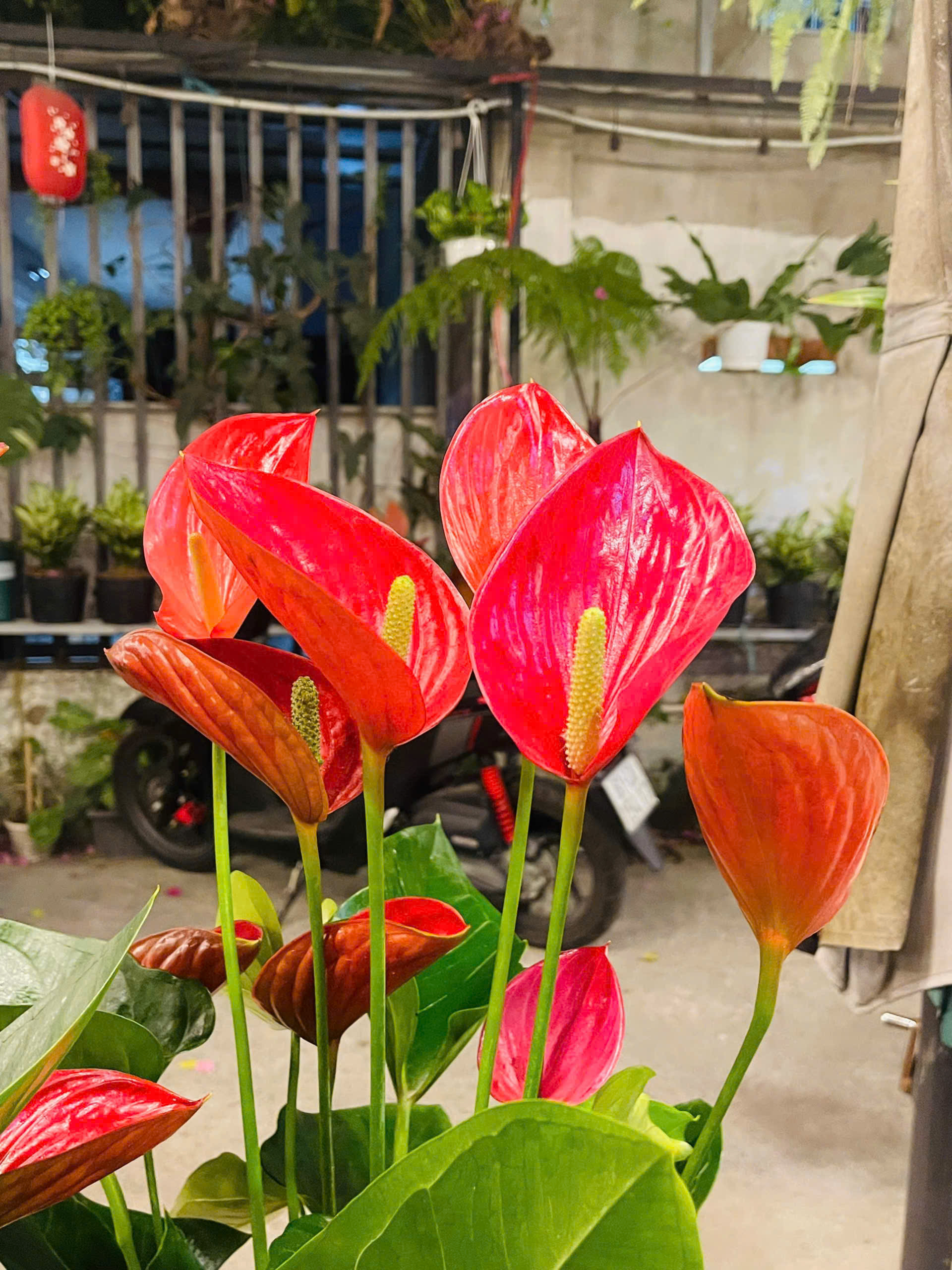 CÂY HOA HỒNG MÔN THIÊN NGA TINH TẾ - THANH LỊCH