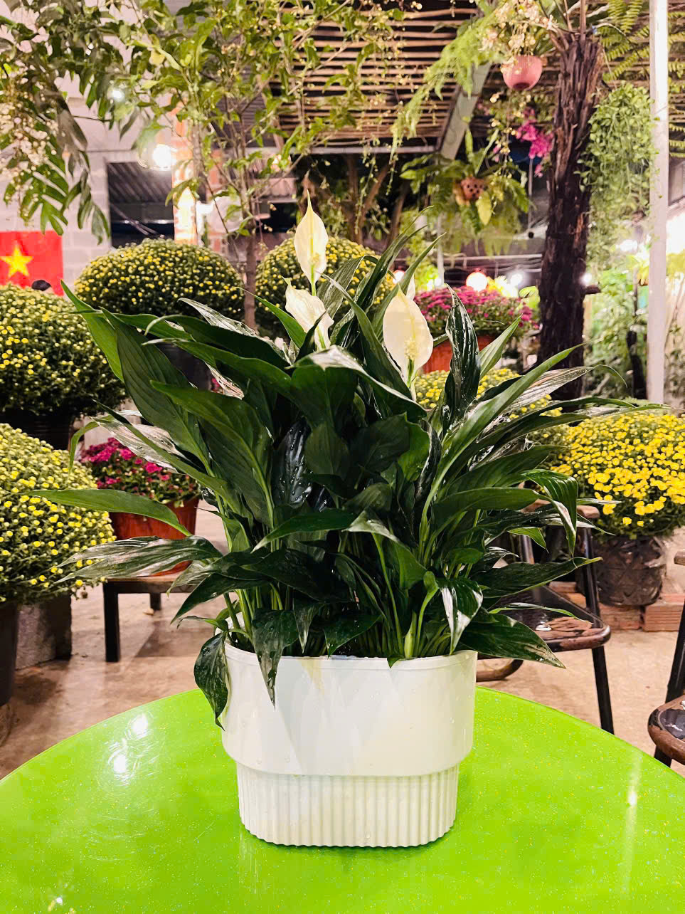 Cây hoa lan ý nở hoa trắng đẹp