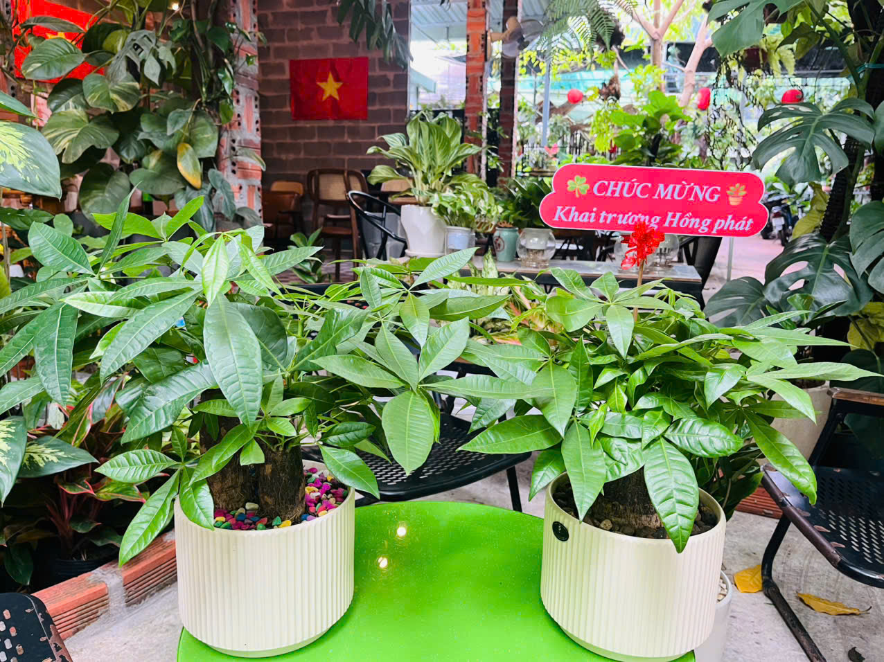 Chậu Kim Ngân củ đại để bàn - Đơn giản và Tinh tế