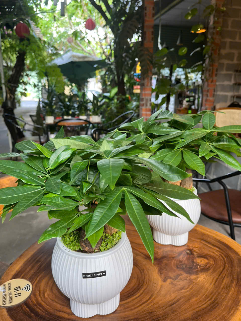 cây kim ngân thuộc Top cây để bàn phong thủy dễ chăm trong phòng lạnh