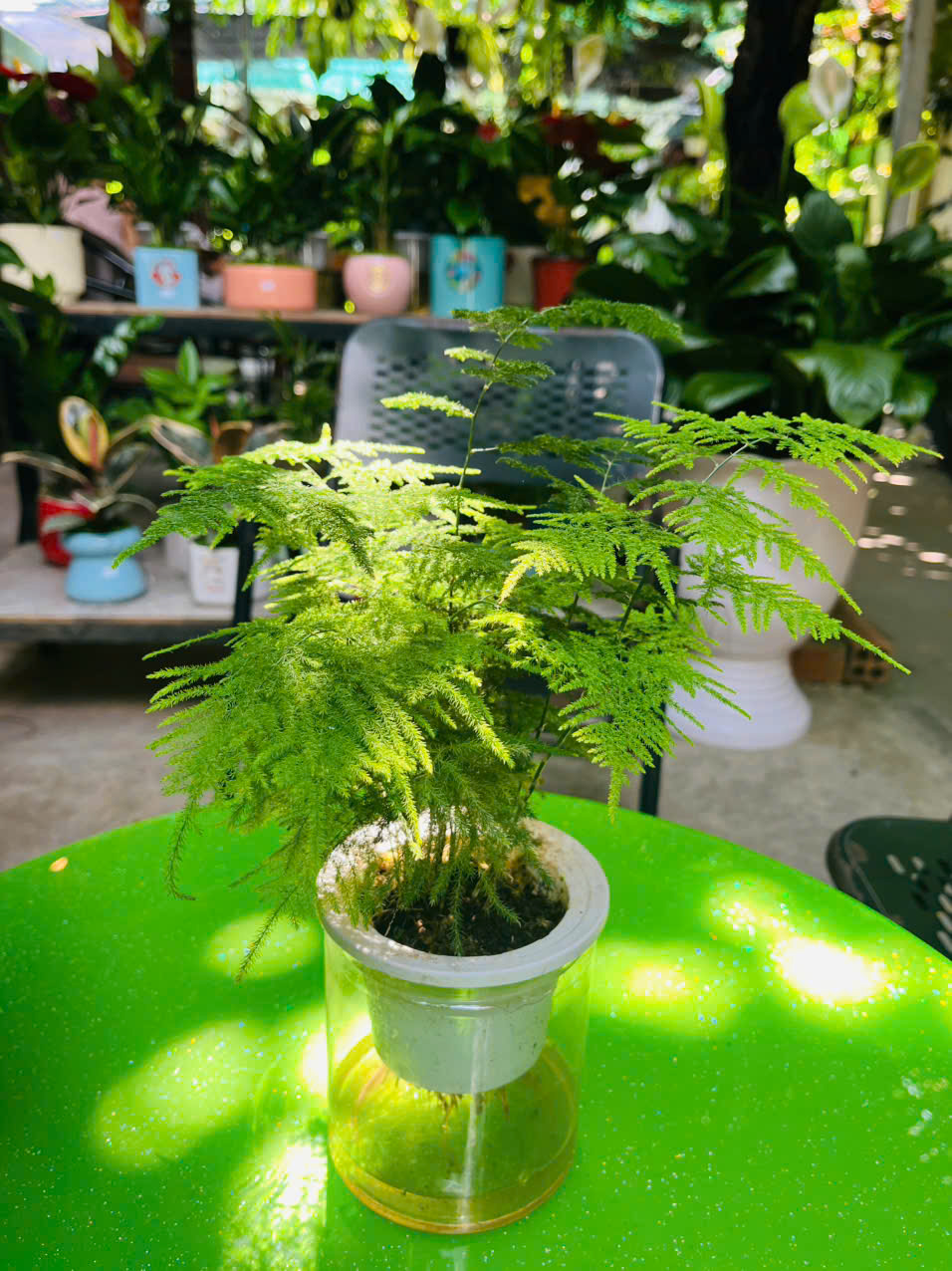 Cây Kim Thuỷ Tùng Thủy Sinh