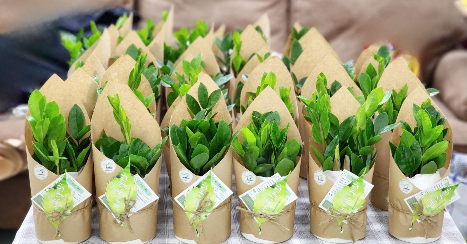 Cây Kim Tiền với thân cây vươn thẳng, lá xanh mọng nước