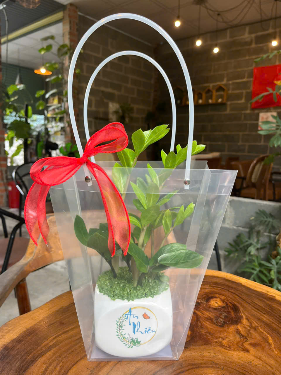 Cây cảnh làm quà tặng