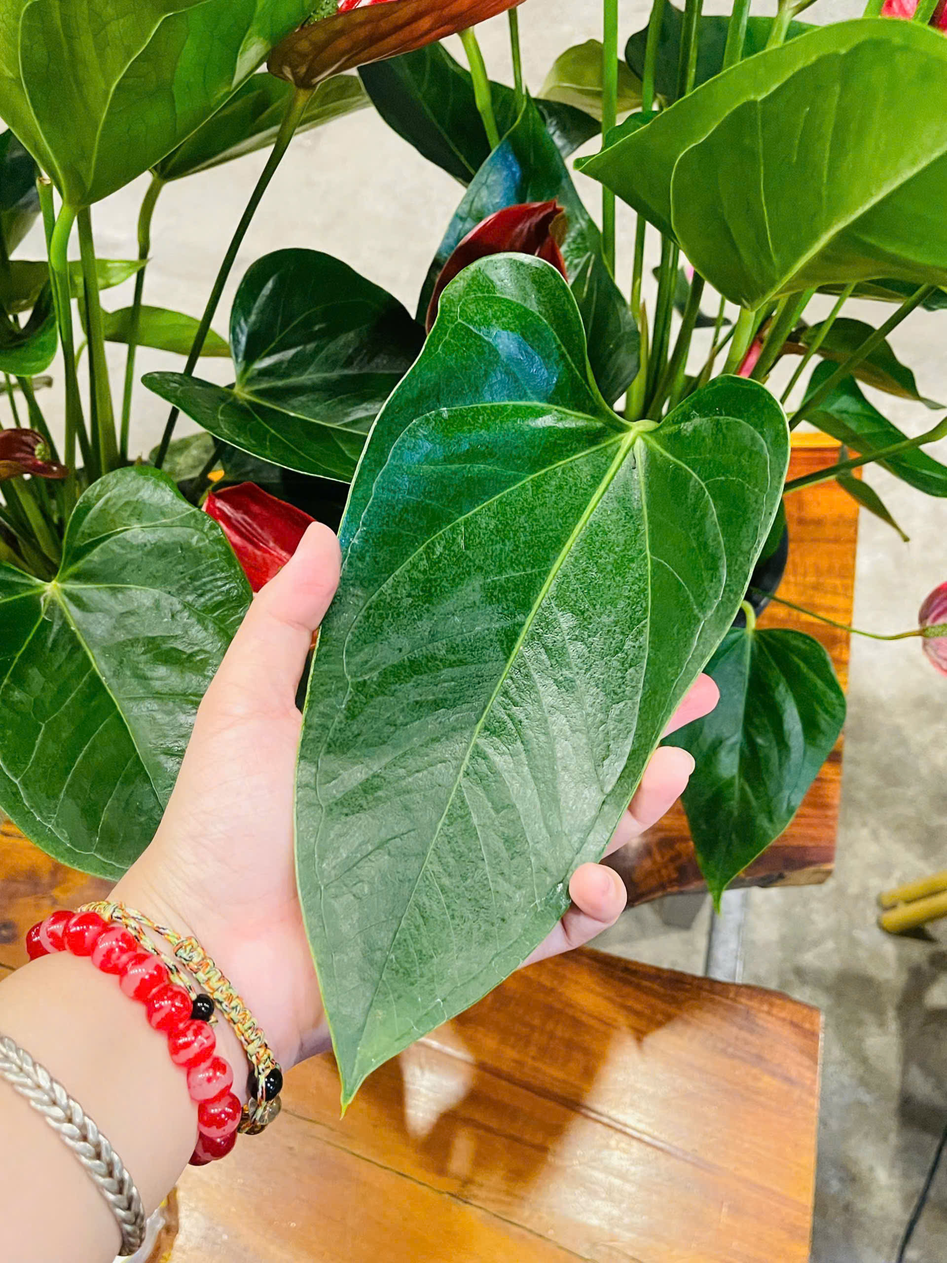 CÂY HOA HỒNG MÔN THIÊN NGA TINH TẾ - THANH LỊCH