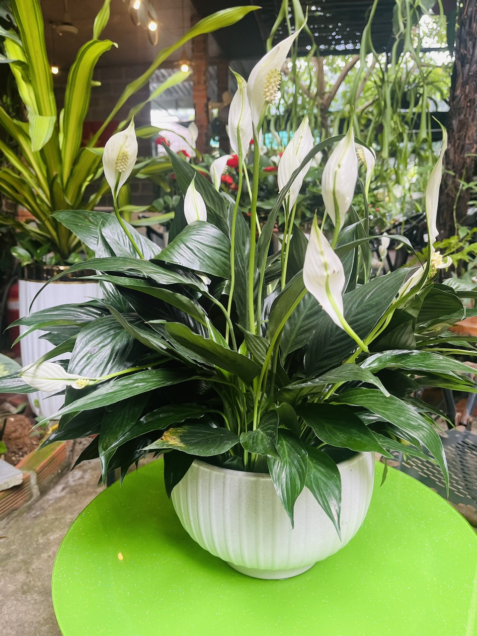 Cây lan ý mang vẻ đẹp thanh lịch