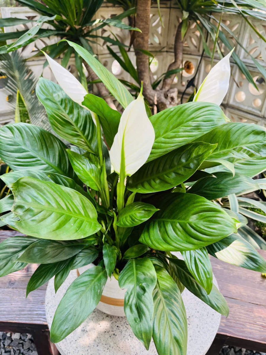 Cây lan ý có hoa trắng cực thanh lịch