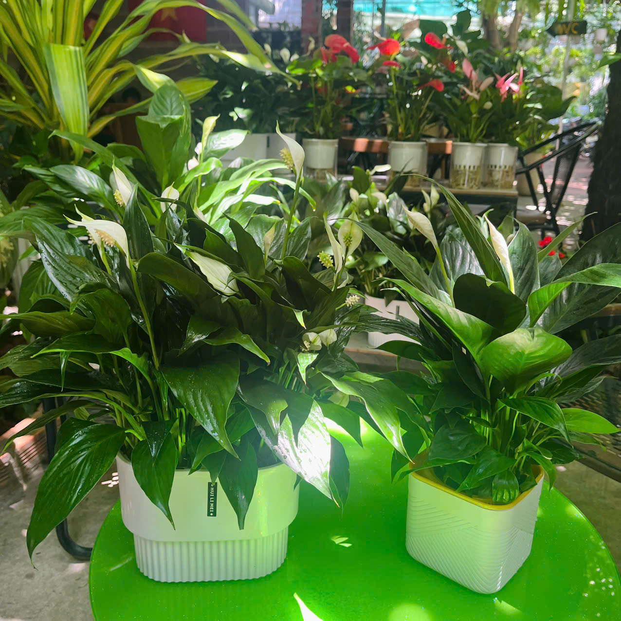 Ứng Dụng Trang Trí và Công Năng Của Cây