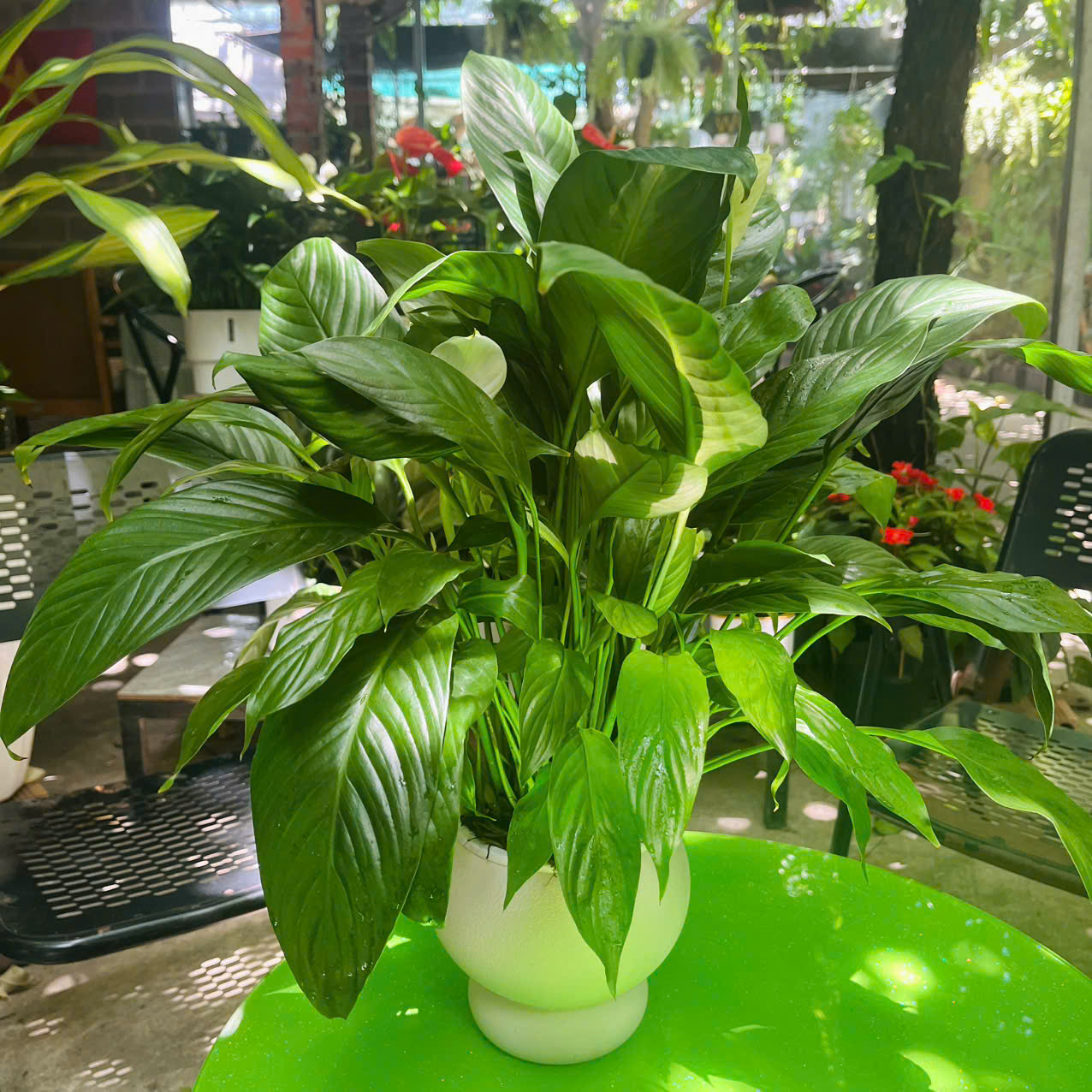 Chậu nhựa trắng tinh khôi