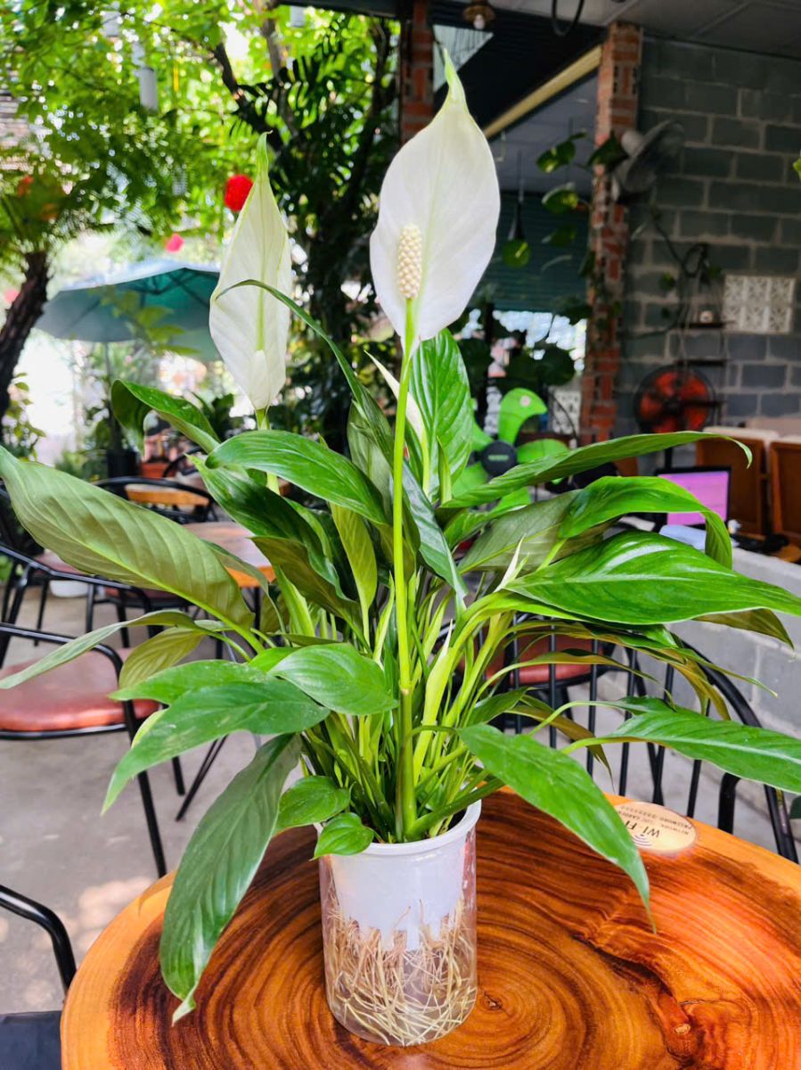 Sinh năm 19996 hợp phong thủy cây lan ý