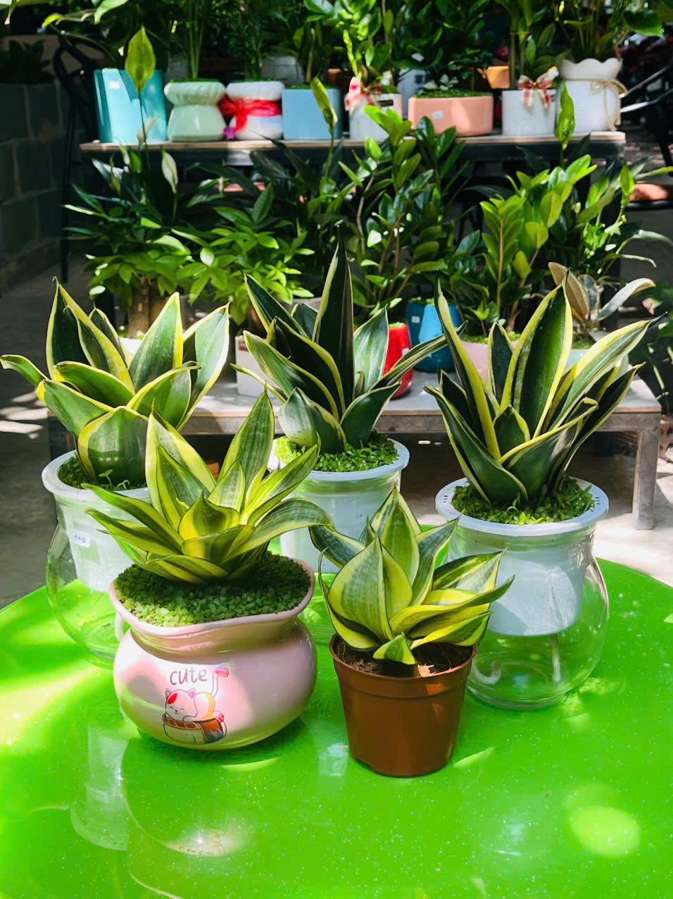 Cây Lưỡi Hổ Nhả Oxy Vào Ban Đêm 