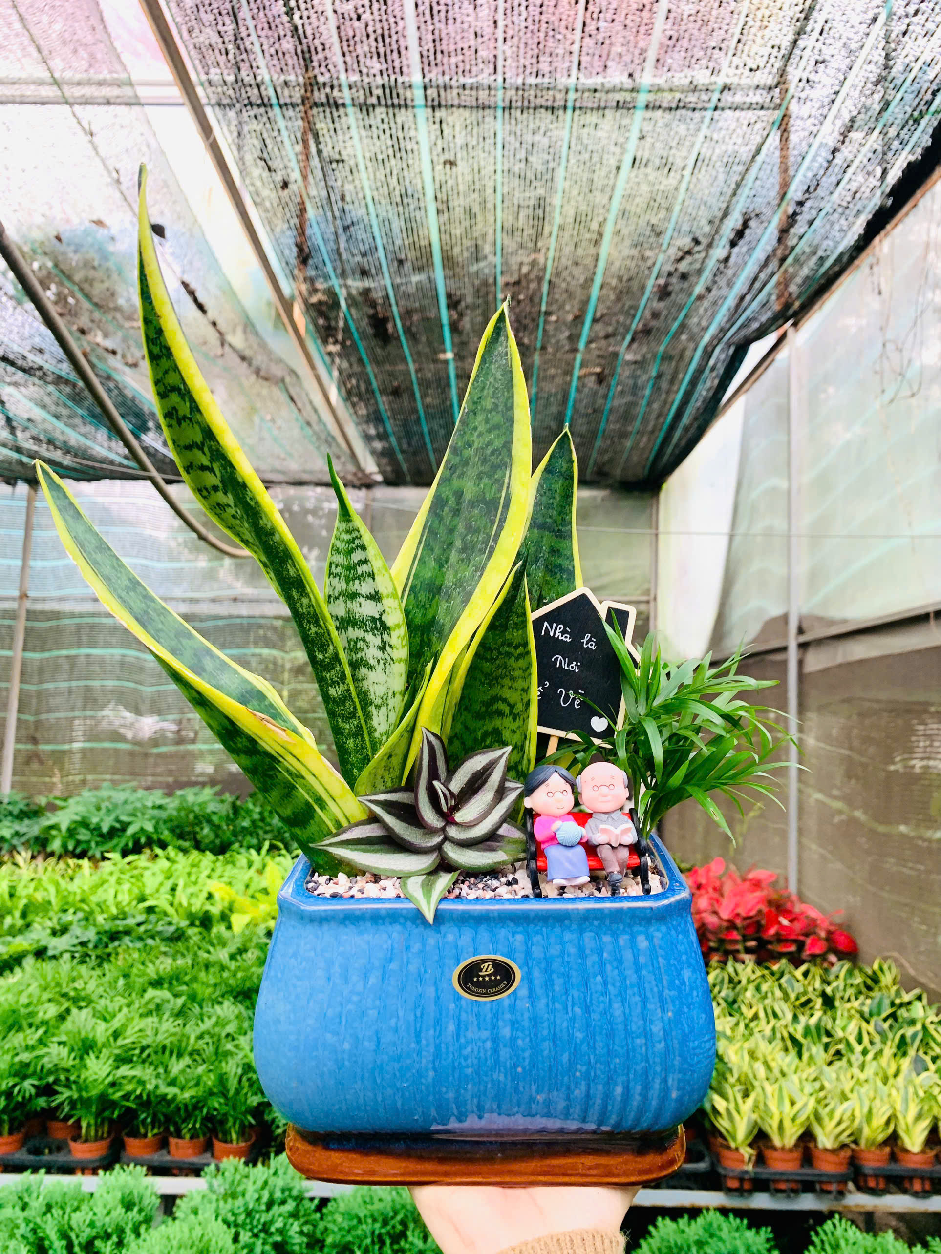 Cây Lưỡi Hổ phối kết làm quà tặng