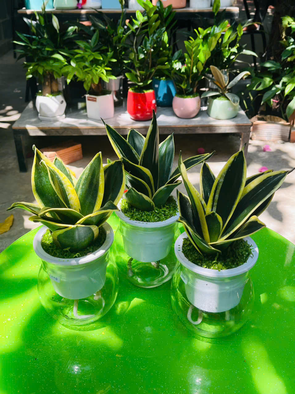 Cây Lưỡi Hổ Thủy Sinh Dành Cho Người Lười