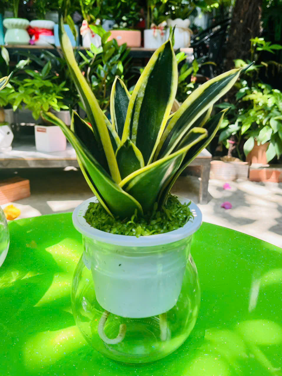 Cây Lưỡi Hổ Thủy Sinh