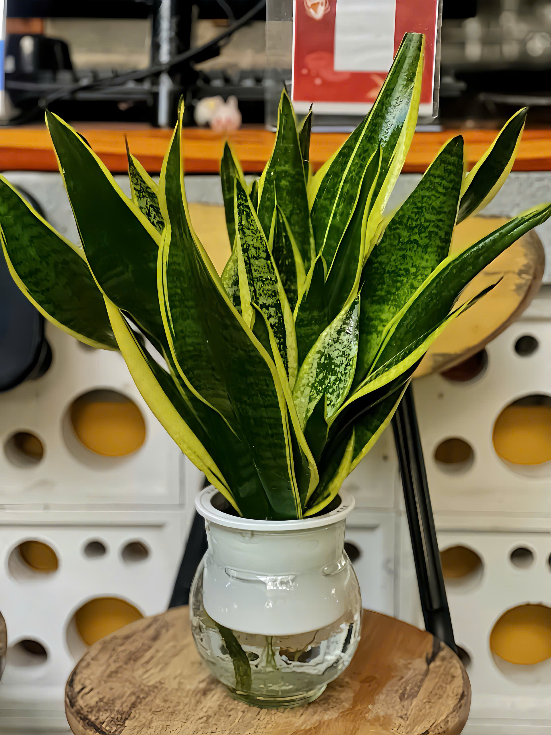 Cây Lưỡi Hổ Thủy Sinh không cần tưới