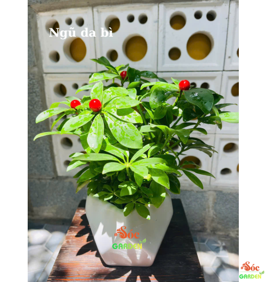 Cây ngũ gia bì để bàn 