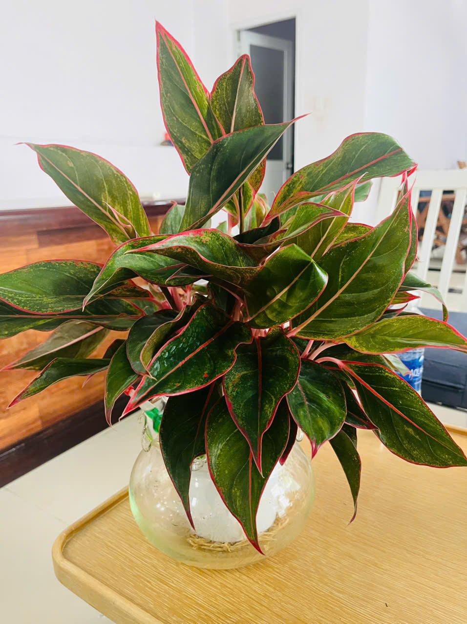Phương pháp trồng thủy sinh