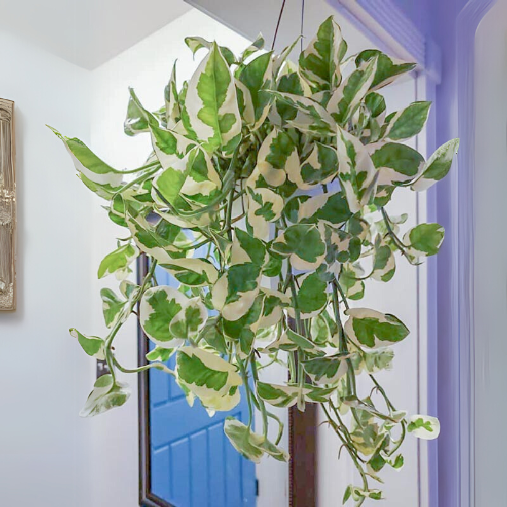 Cây Trầu Bà Cẩm Thạch với những vân loang bắt mắt