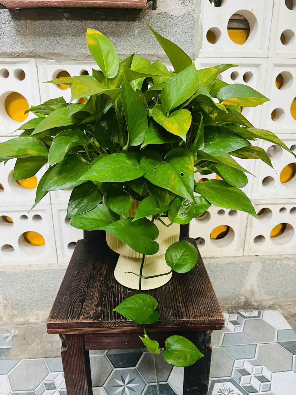 Cây trầu bà giúp thanh lọc không khí