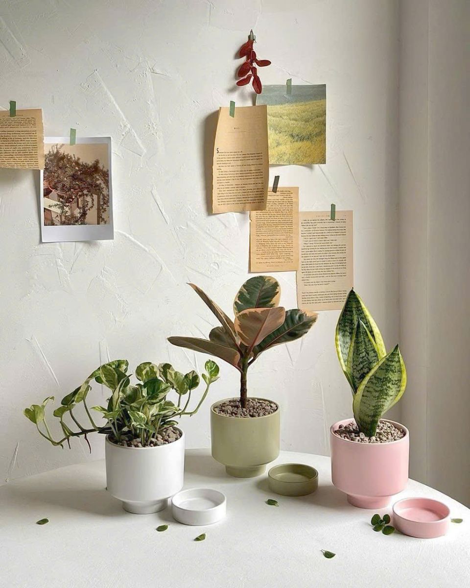 Cây phong thủy bán chạy