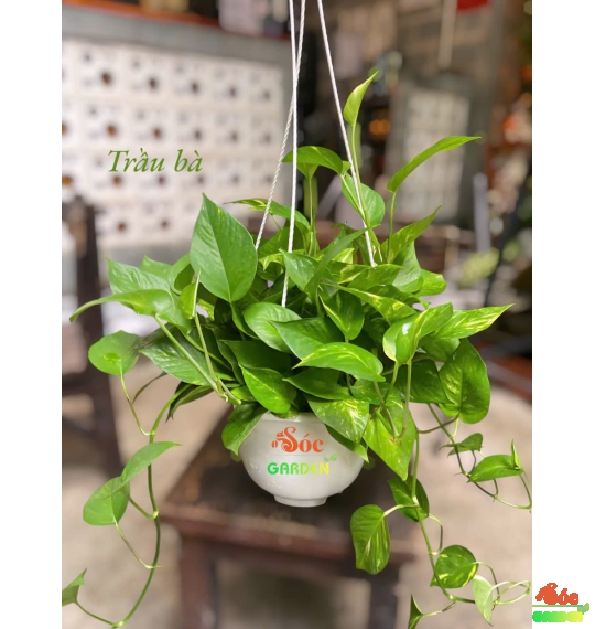 Cây trầu bà treo ban công