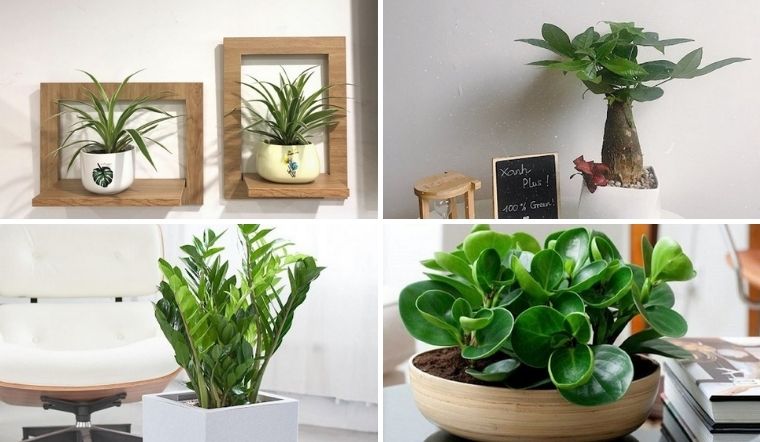 Một món quà thiết thực và đẹp mắt, mang lại may mắn