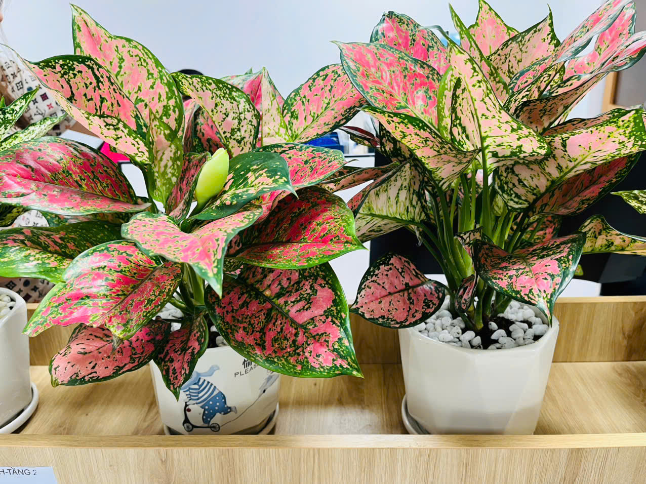 Cây phong thuỷ hợp mệnh