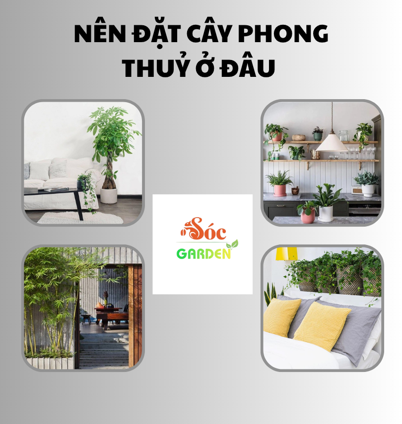 Cây phong thuỷ cho nhà ở 