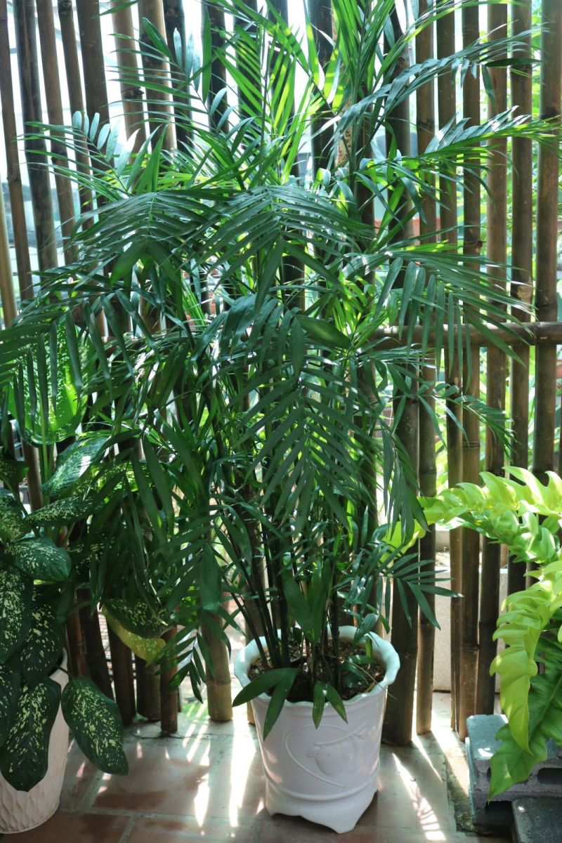 Cung cấp - Thi công cảnh quan quán cafe