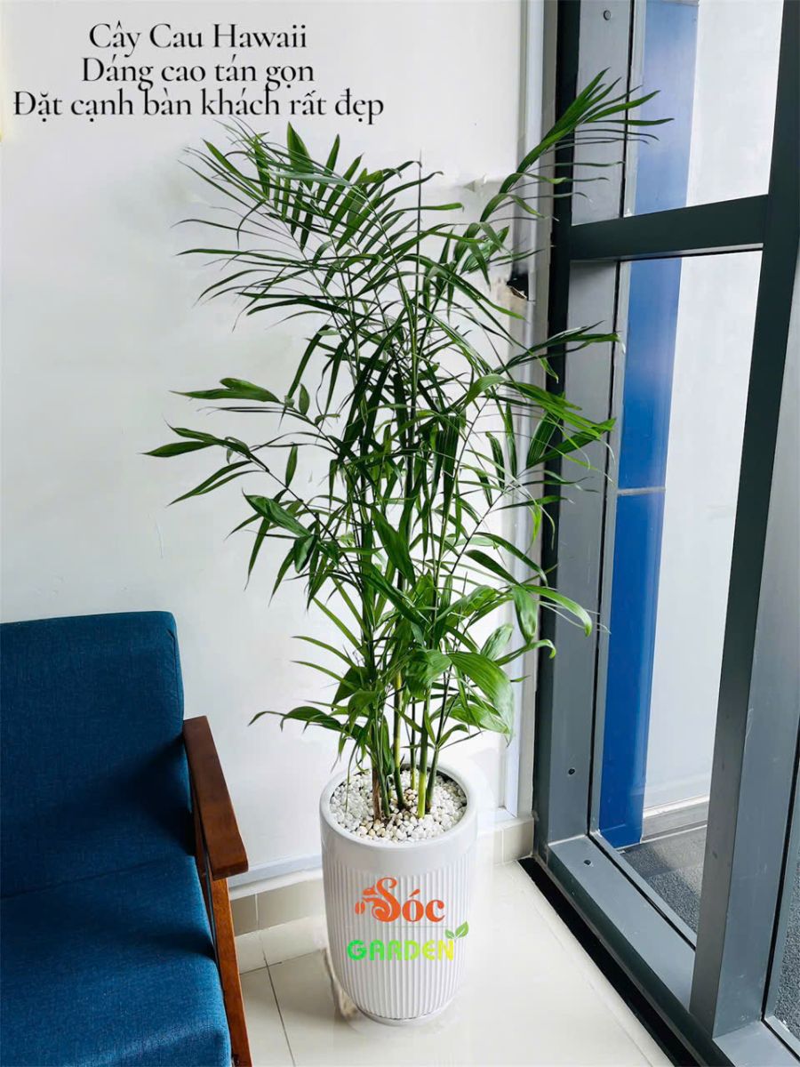 Chăm Sóc Cây Xanh Tại Nhà