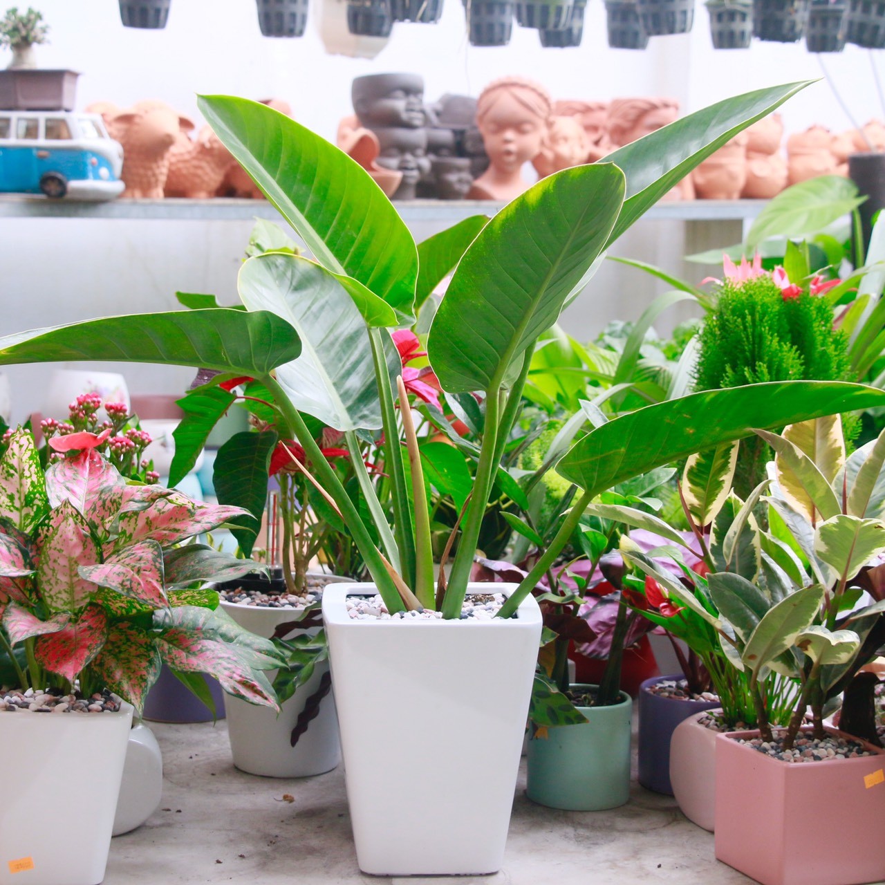 Cây Trầu Bà Đế Vương tượng trưng cho quyền lực, sự mạnh mẽ