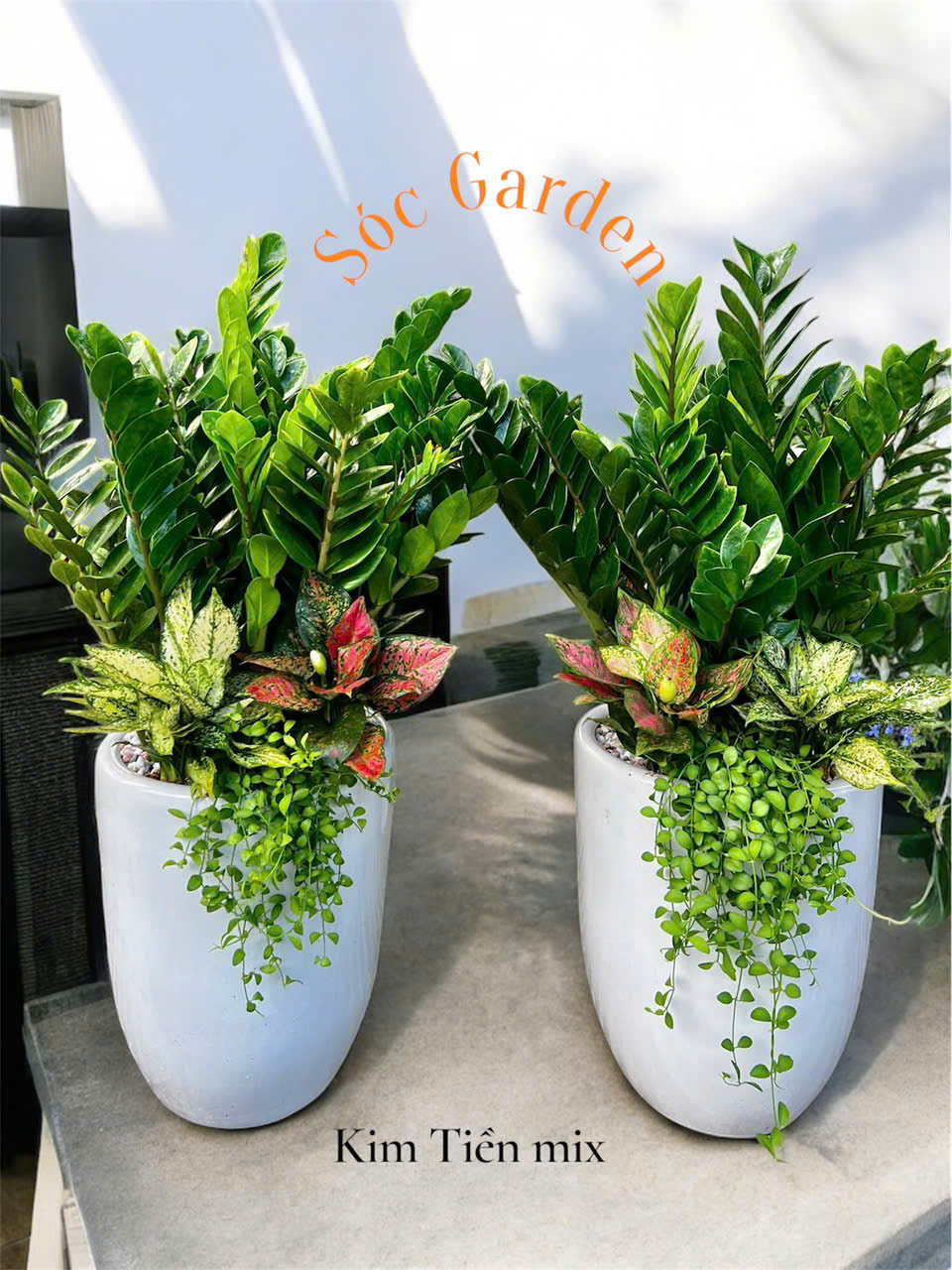 Cây Kim Tiền size Đại Làm Tặng Vip