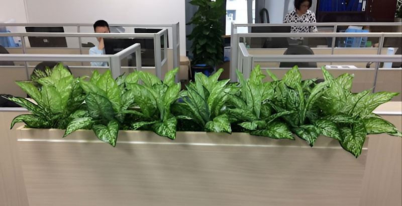 Vì sao cây xanh văn phòng thường nhanh héo úa?