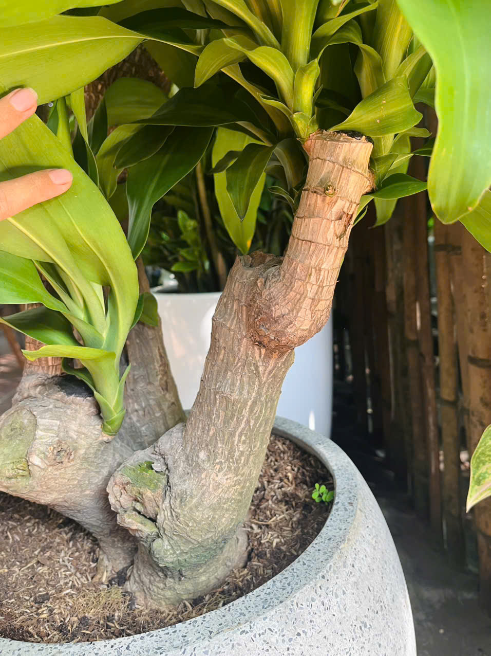  Cây sở hữu phần gốc gỗ cổ thụ nguyên khối to lớn