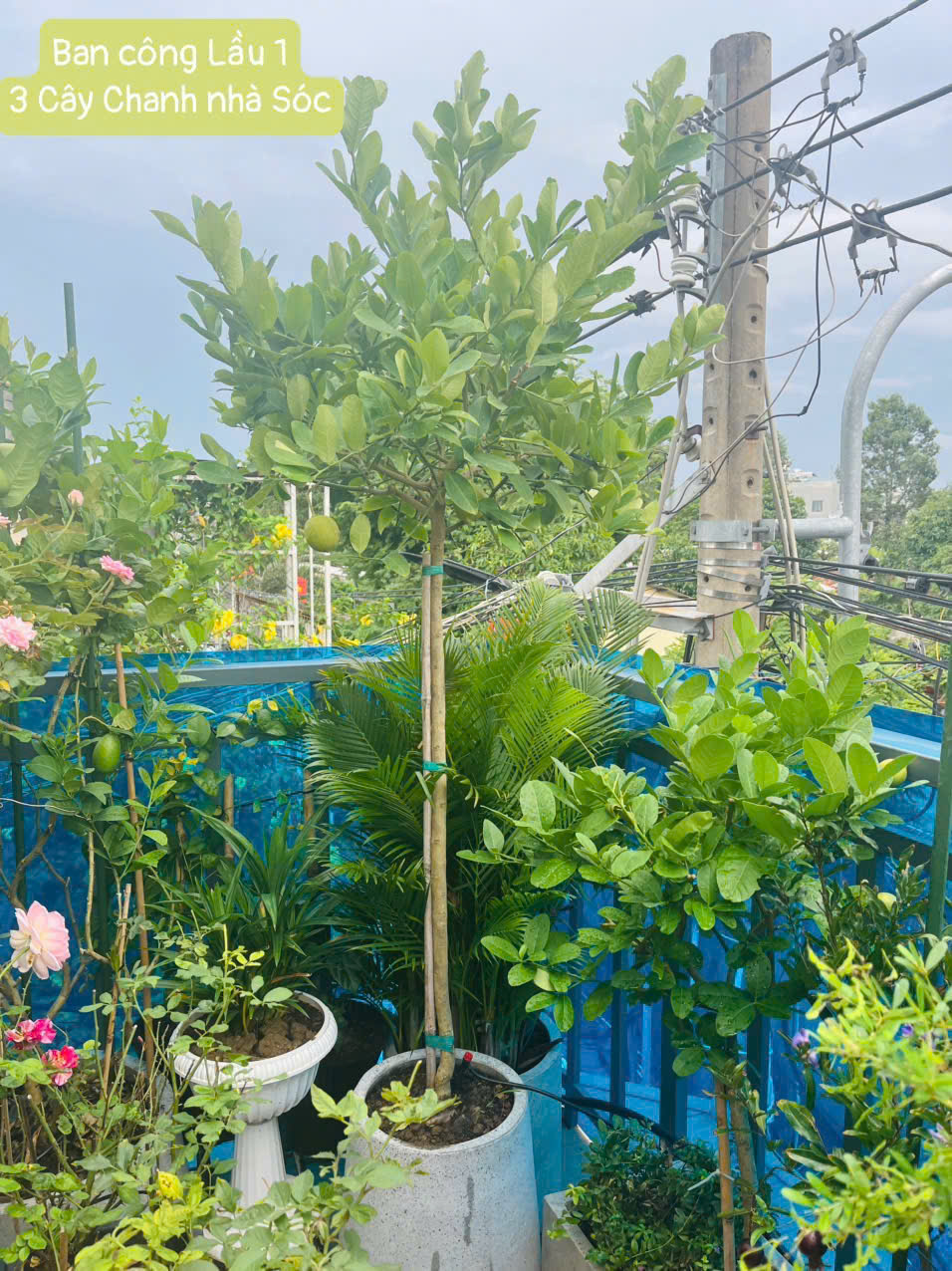 Cây ăn trái trồng ngoài ban công