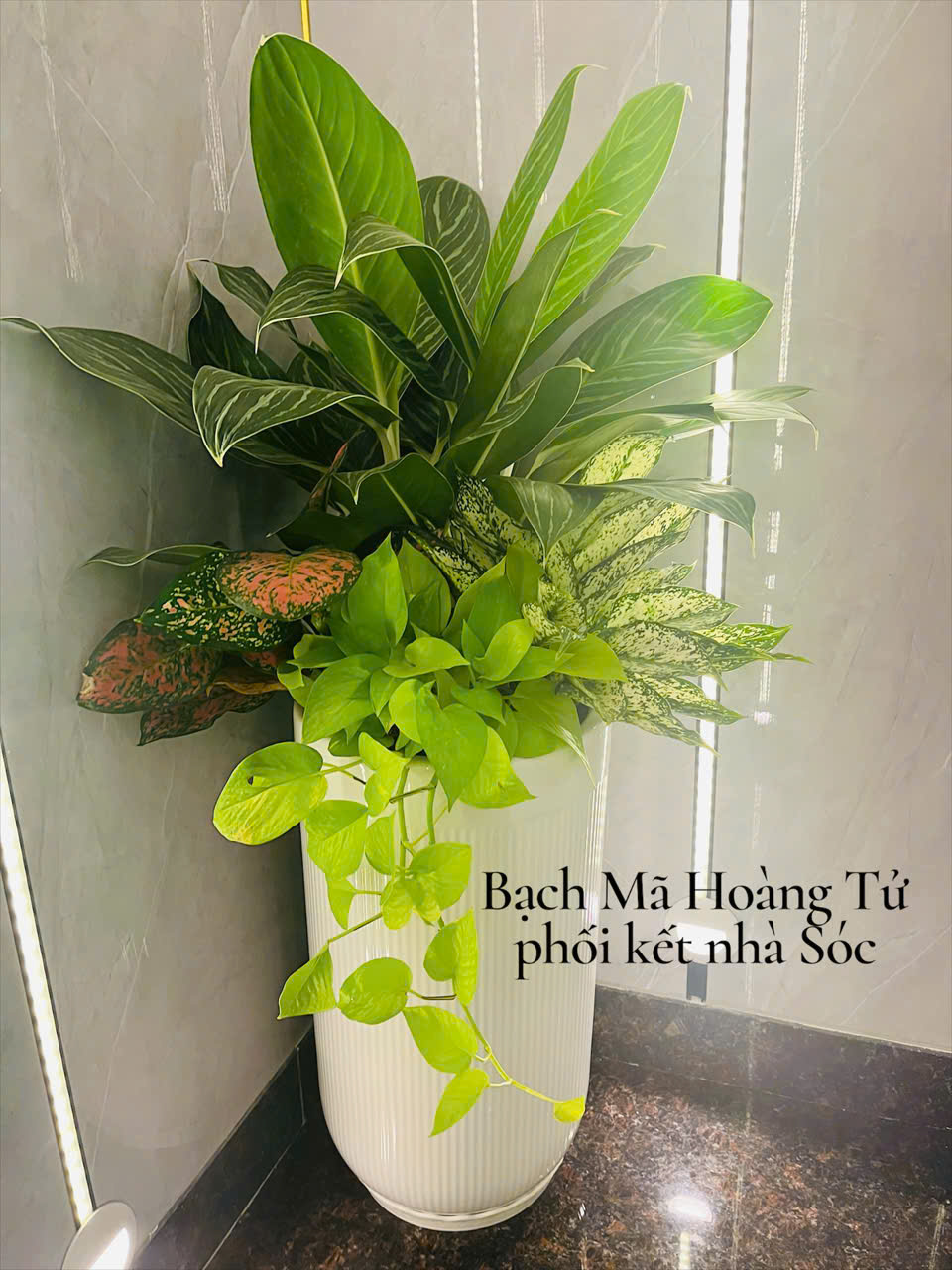 Cây Bạch Mã Hoàng Tử Đẹp Làm Quà Tặng