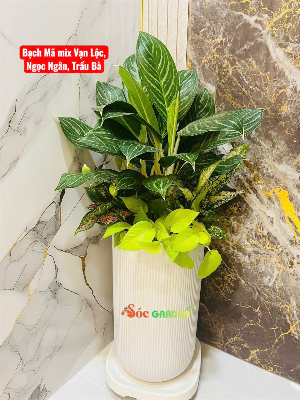 Cây Bạch Mã Hoàng Tử Đẹp Làm Quà Tặng Khai Trương