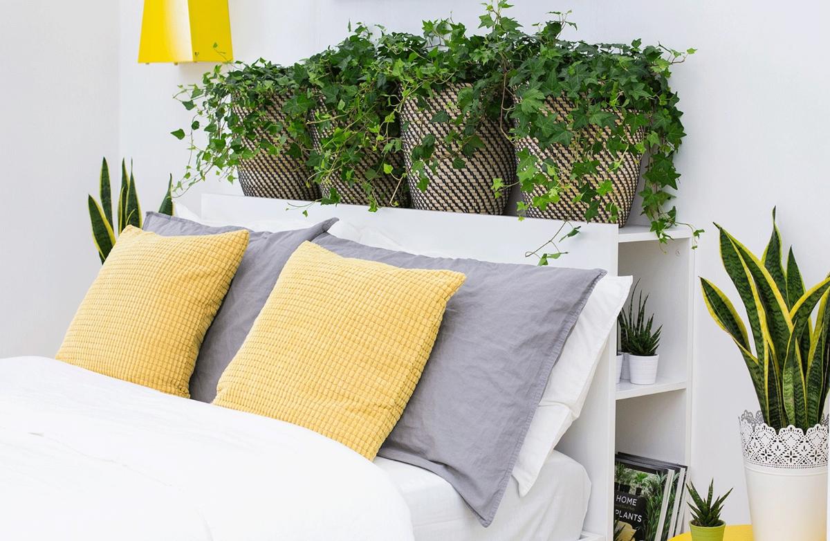 Cây phong thủy nên đặt ở đâu