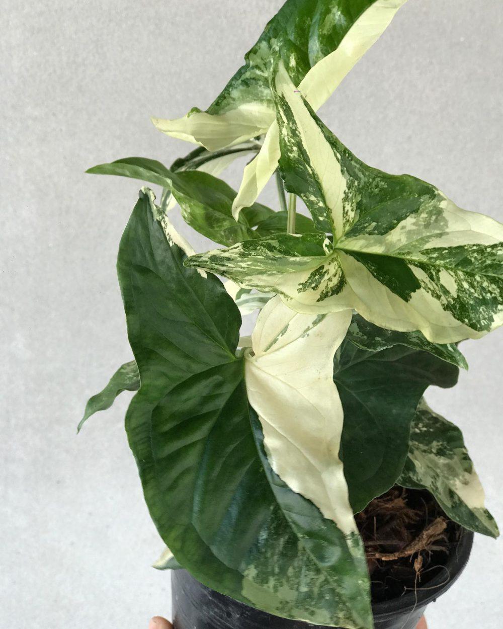 Philodendron - Sự đa dạng của dòng lá đột biến