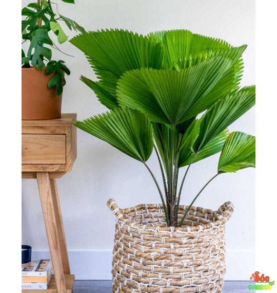 Cây cọ nhật decor
