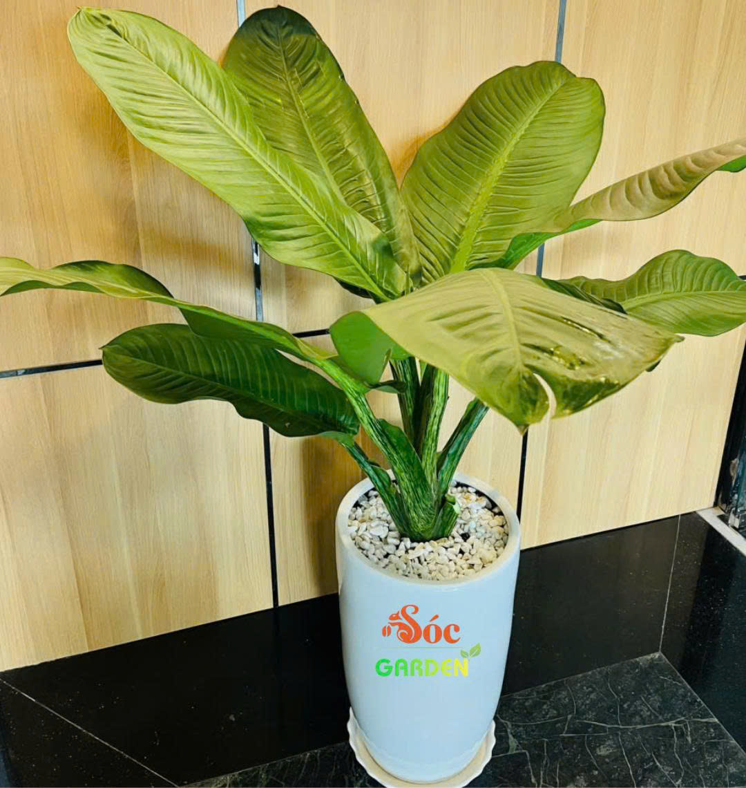 Cây Đại Phú Gia