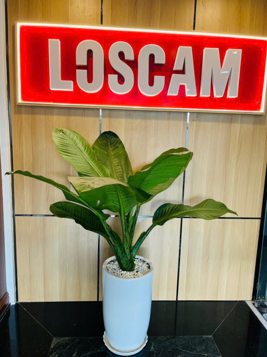 Cây đại phú gia trồng chậu sứ trắng đặt sảnh công ty