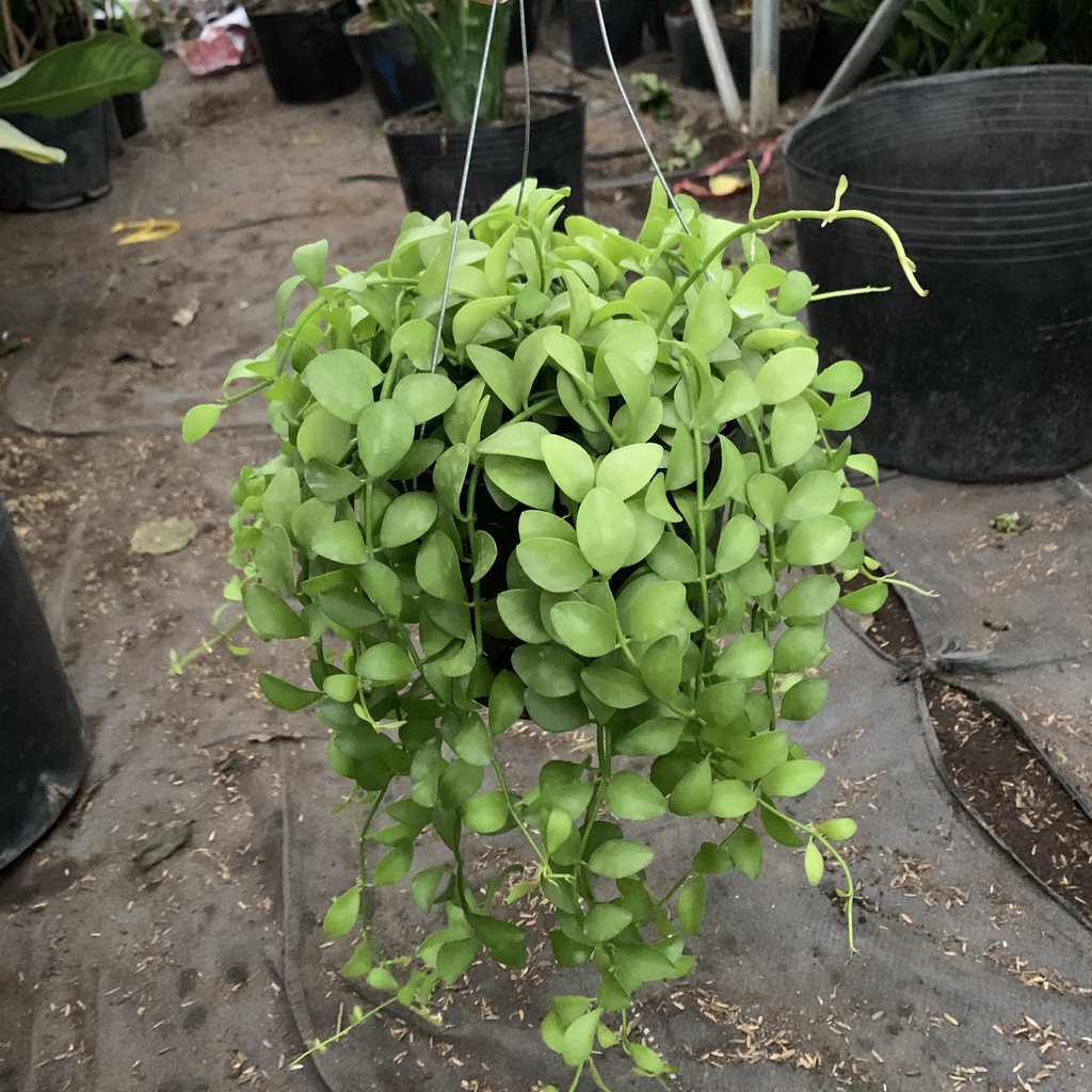 Cây Đô La trồng chậu treo đẹp