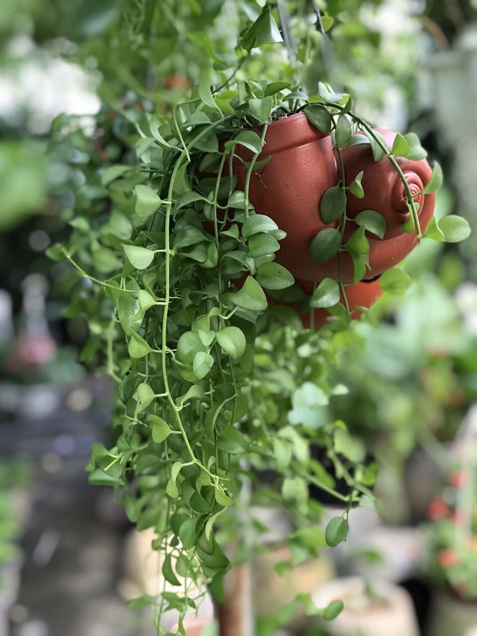 Ý nghĩa phong thủy tốt lành của cây Đô La chậu treo