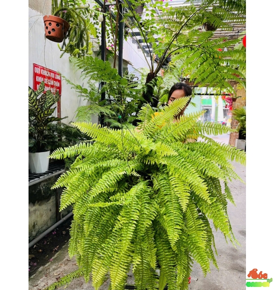 Cây dương xỉ lá xoè rộng khi đủ ẩm và ánh sáng
